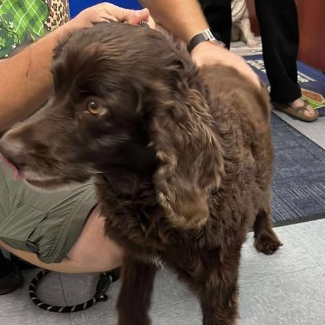 English Cocker Spaniel Dogs for Adoption