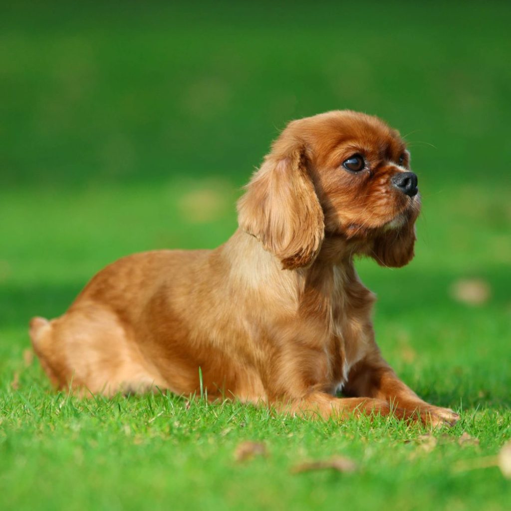 Fully Trained Dogs for Adoption