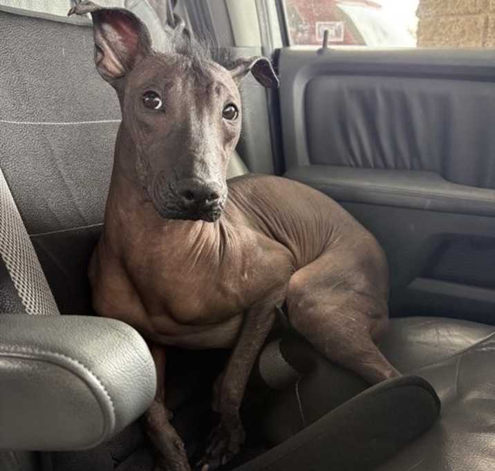 Hairless Dogs for Adoption