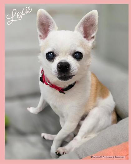 Heinz 57 Dogs for Adoption