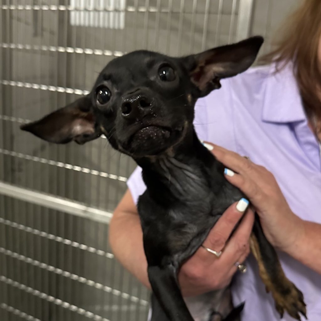 Hinsdale Humane Society Adopt a Dog