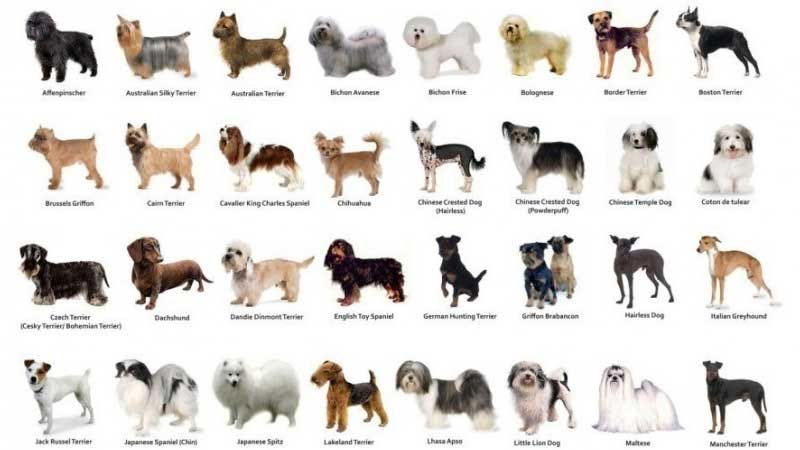 How are Dog Breeds Created
