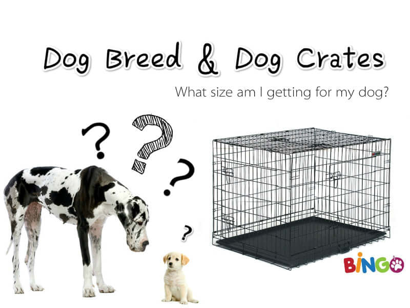 How Big of Dog Crate Do I Need
