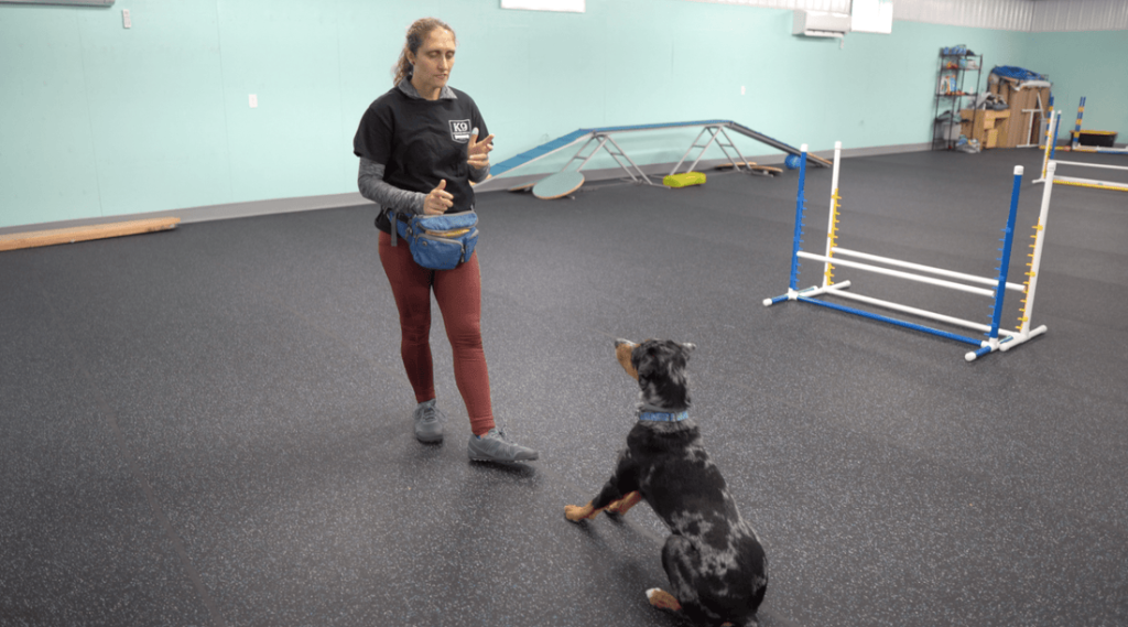 How Can I Train My Dog to Sit