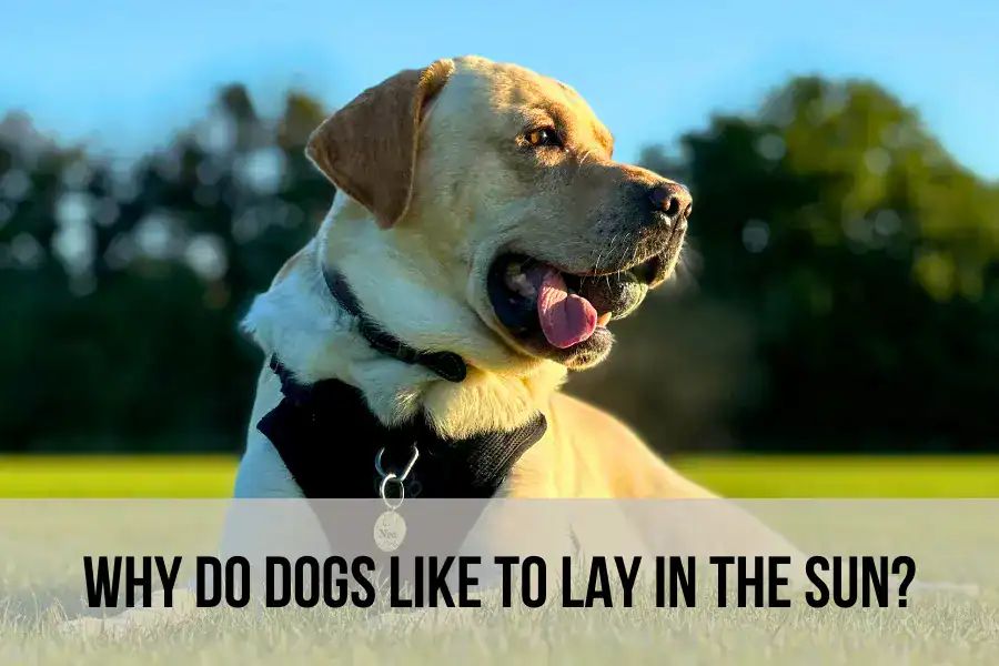 How Do Dogs Get Vitamin D