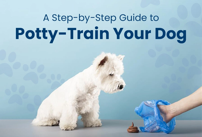 How Do I Potty Train a Dog