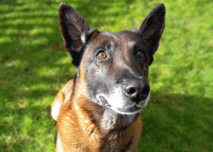How Do You Adopt a Retired Police Dog
