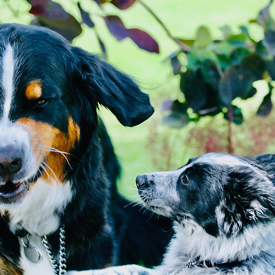 How Do You Become a Dog Trainer