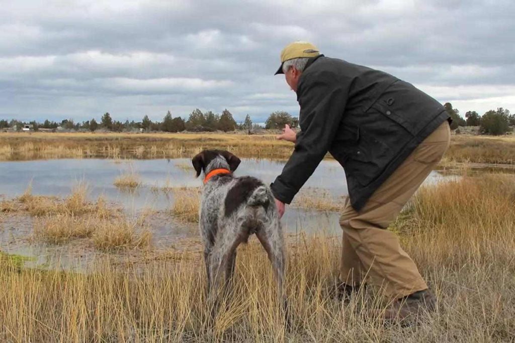 How Do You Train a Hunting Dog