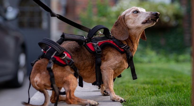 How Does a Harness Go on a Dog