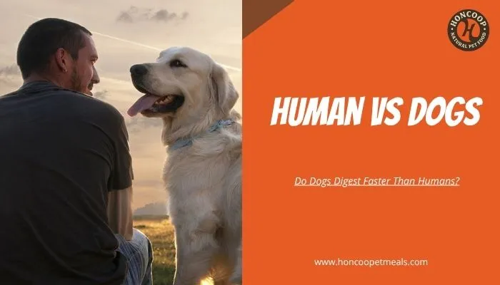 How Fast Do Dogs Digest Food