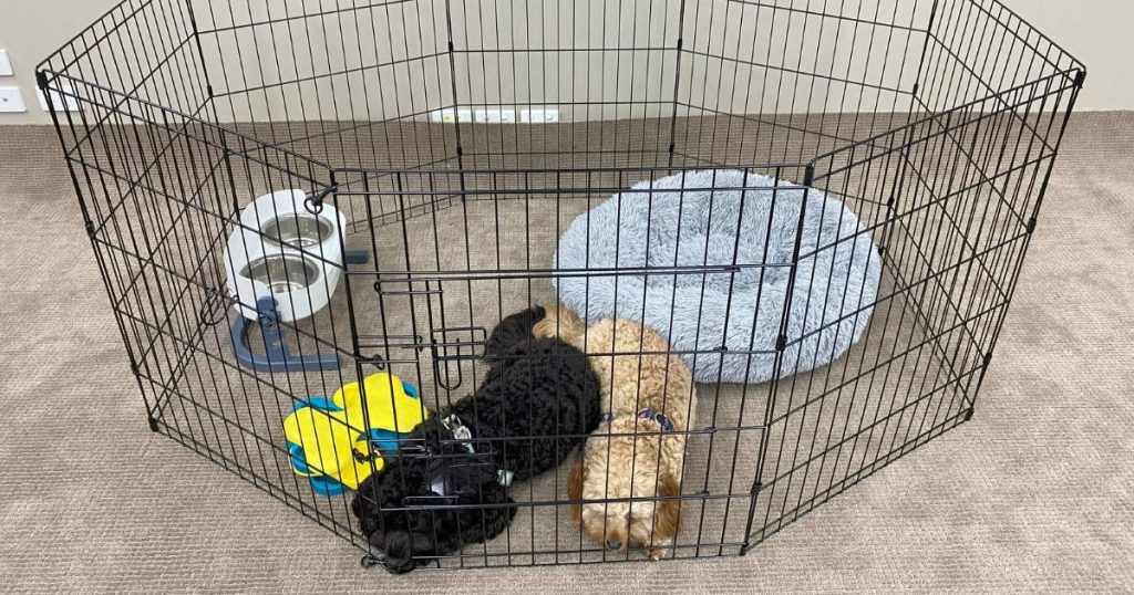 How Long Can a Dog Be Crated