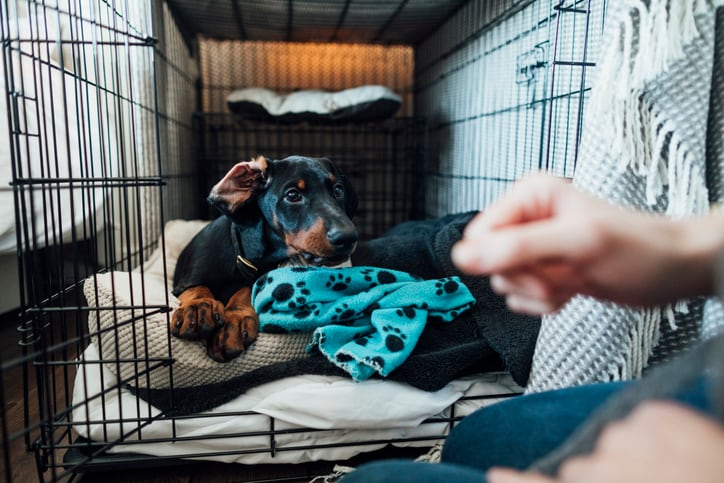 How Long Can Dogs Stay in Crate