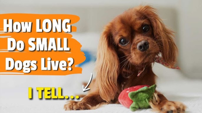 How Long Do Toy Dogs Live