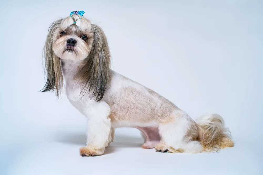 How Long Does Grooming Take for Small Dogs