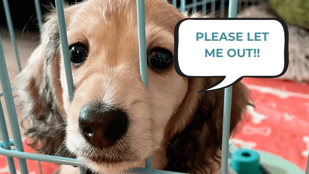 How Long to Let Dog Cry in Crate