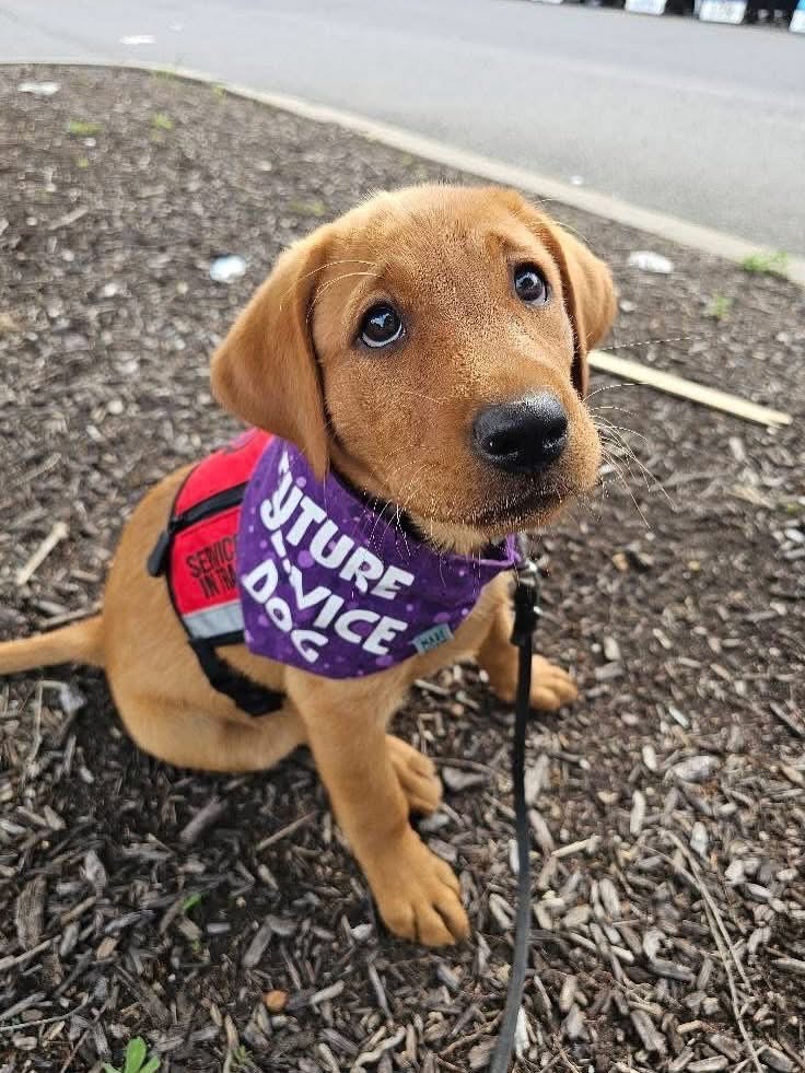 How Much are Anxiety Service Dogs