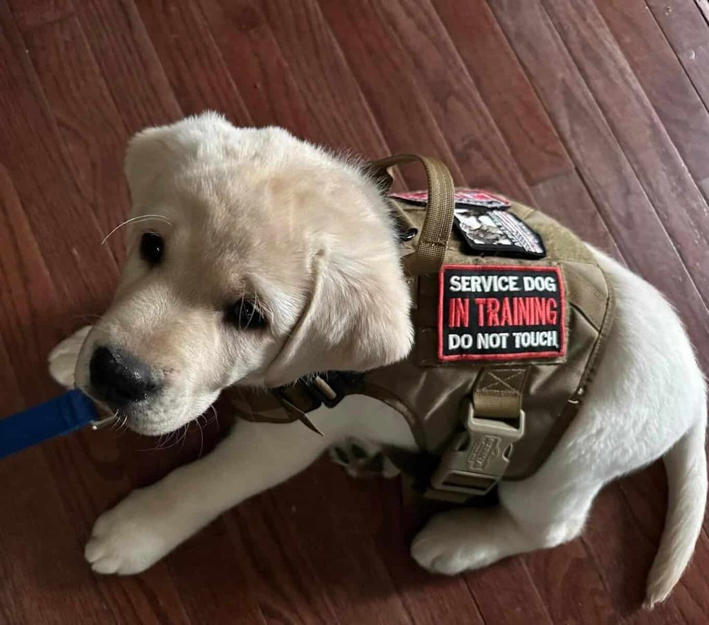 How Much are Service Dogs for Anxiety