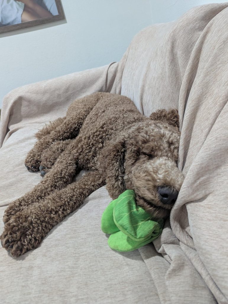 How Much Do You Tip Dog Groomer