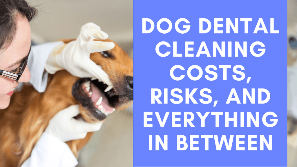 How Much Does a Dog Dental Cleaning Cost