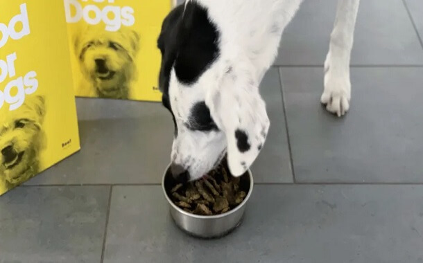 How Much Does Sundays Dog Food Cost