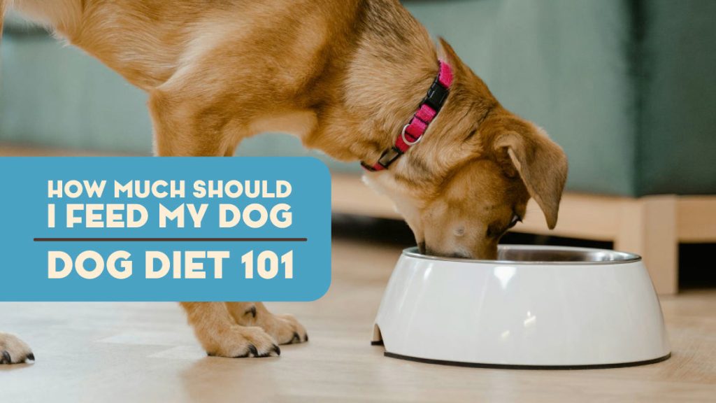 How Much Dog Food Should a Dog Eat