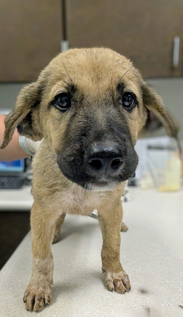 How Much is to Adopt a Dog