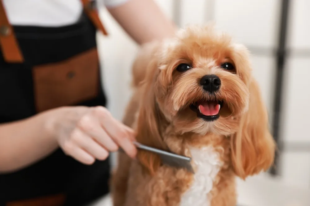 How Much to Get a Dog Groomed