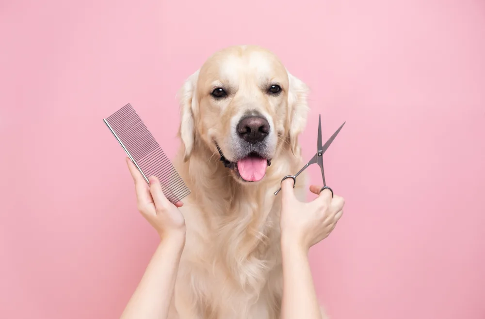 How Much to Get Dog Groomed