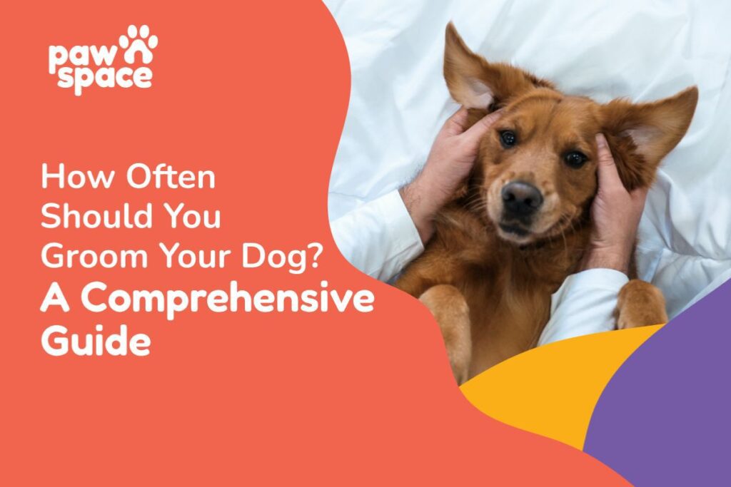 How Often Do You Groom a Dog