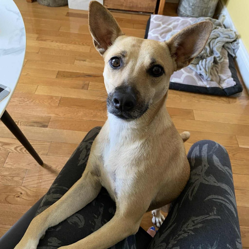 How to Adopt a Dog from a Shelter