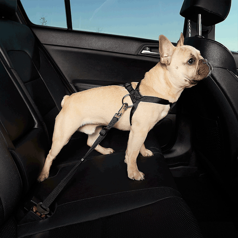 How to Attach Dog Harness