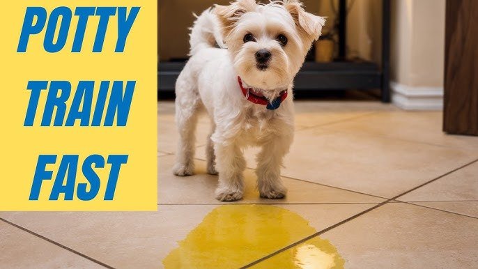 How to Bathroom Train a Dog