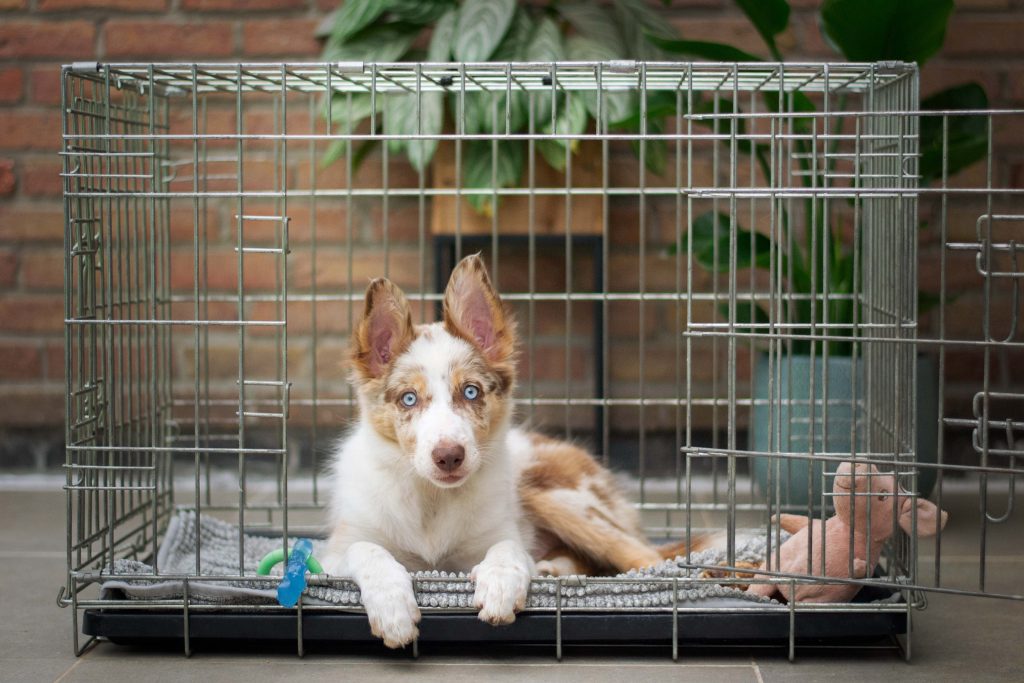 How to Crate a Dog
