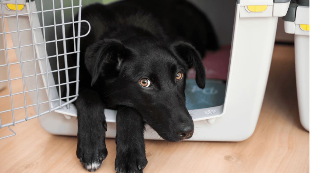 How to Crate Train a Dog