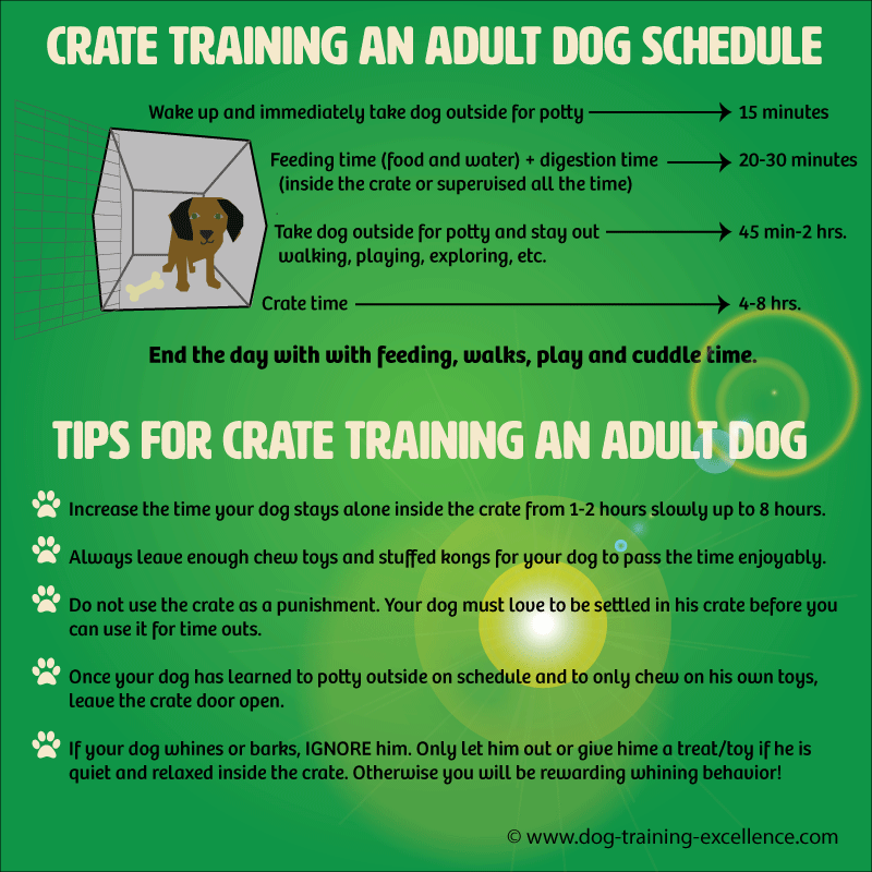 How to Crate Train an Adult Dog