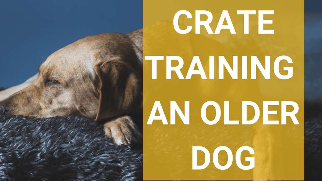 How to Crate Train an Old Dog
