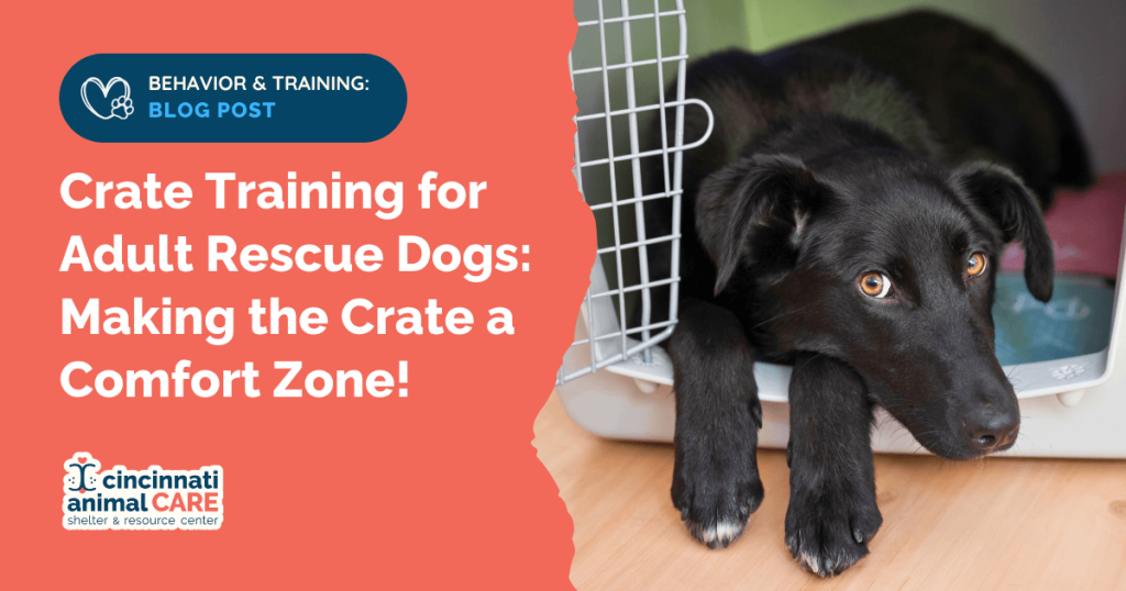 How to Crate Train Rescue Dog