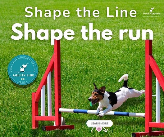 How to Dog Agility Training