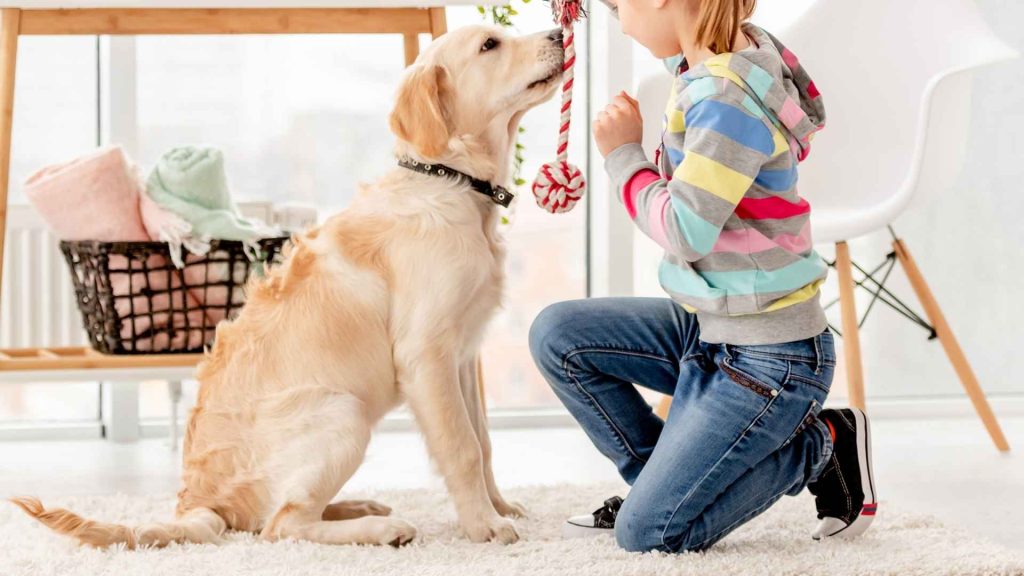 How to Get Dogs to Share Toys