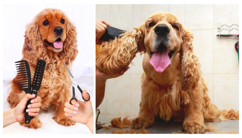 How to Groom a Cocker Spaniel Dog
