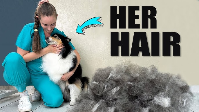 How to Groom a Collie Dog