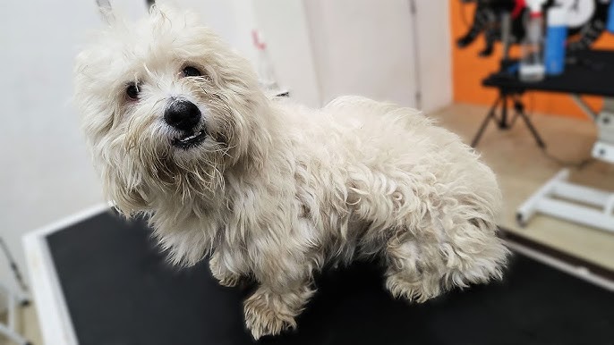 How to Groom a Dog With Matted Fur