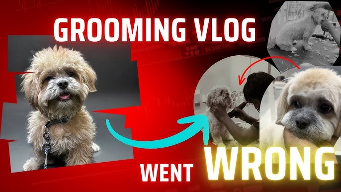How to Groom a Lhasa Apso Dog