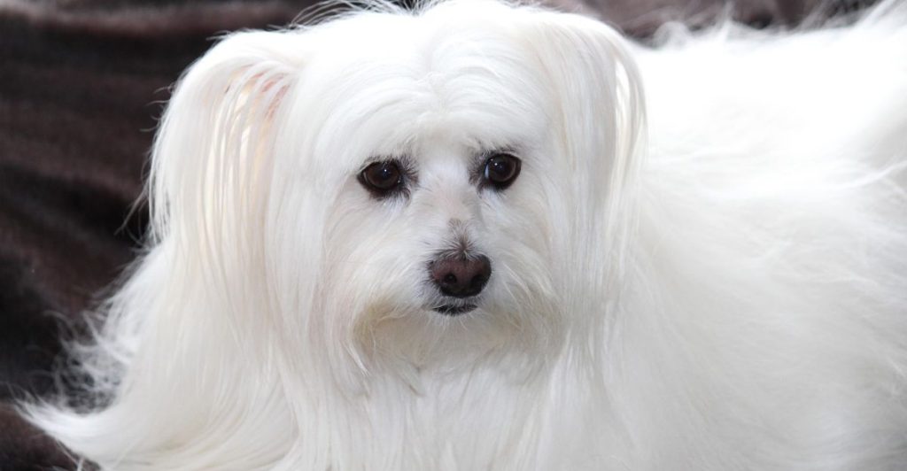 How to Groom a Maltese Dog