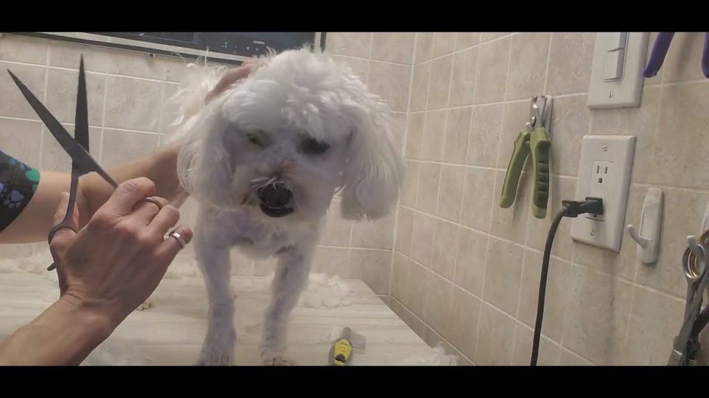 How to Groom a Maltipoo Dog
