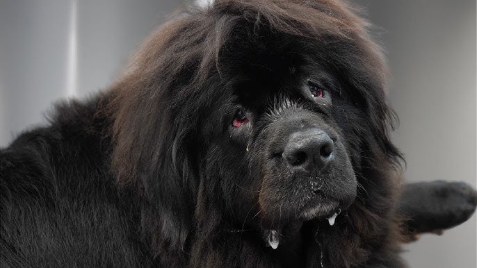 How to Groom a Newfoundland Dog