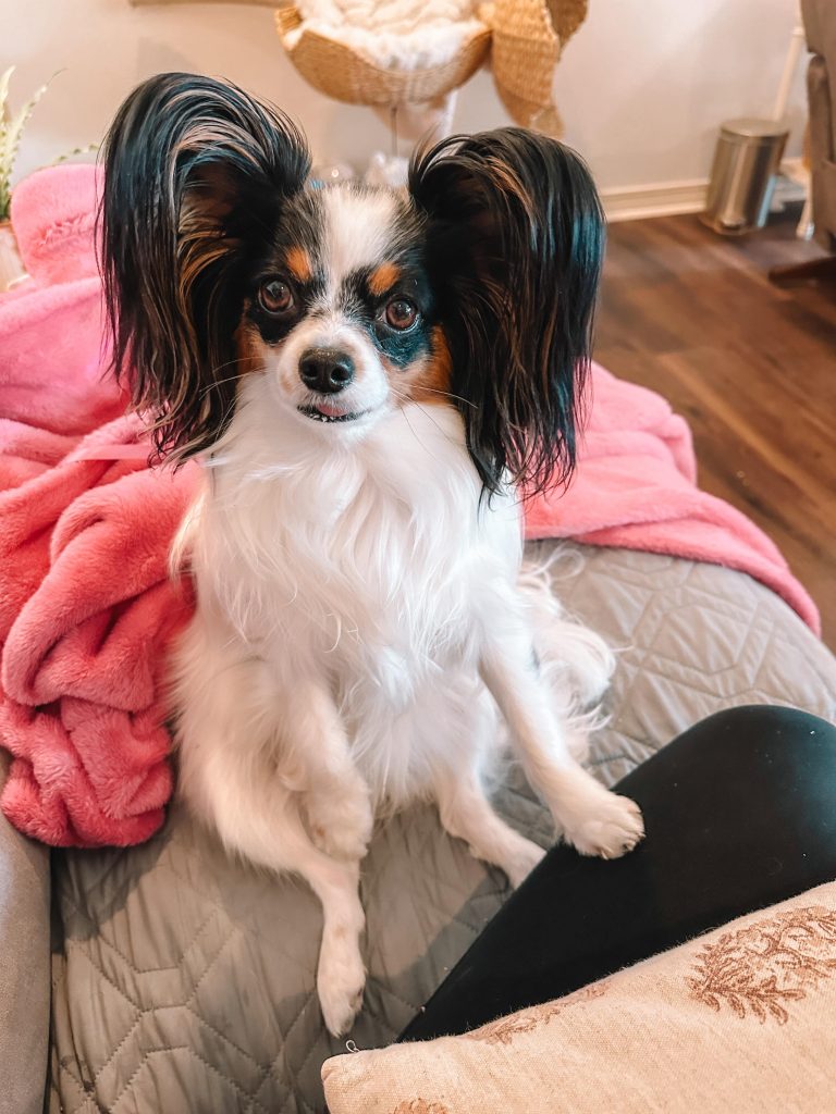 How to Groom a Papillon Dog
