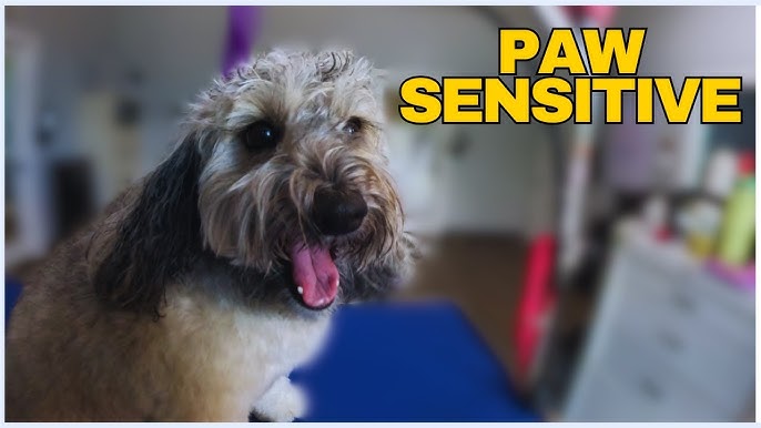 How to Groom a Schnoodle Dog
