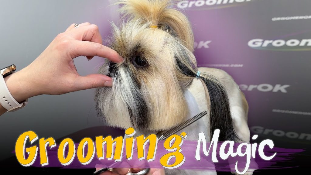 How to Groom a Shih Tzu Dog